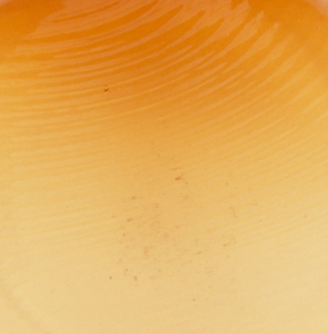 Gold Topaz