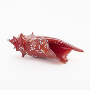Red Conch Shell