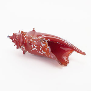 Red Conch Shell